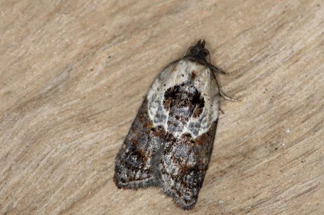 Garden Rose Tortrix (Acleris variegana), adult. Ouston, 13-10-2015. Copyright Verna Atkinson.