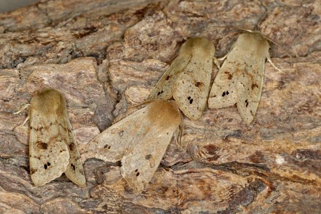 Twin-spotted Quaker (Anorthoa munda), adult. Ouston, 18-03-2021. Copyright Verna Atkinson.