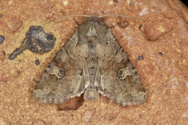 Rustic Shoulder-knot (Apamea sordens), adult. Ouston, 13-05-2021. Copyright Verna Atkinson.