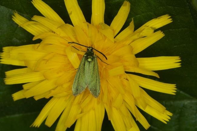 Cistus Forester (Adscita geryon), adult. Limekiln Gill, 22-06-2021. Copyright Verna Atkinson.