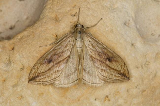 Garden Pebble (Evergestis forficalis), adult. Ouston, 29-06-2021. Copyright Verna Atkinson.