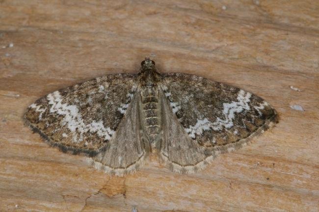 Small Rivulet (Perizoma alchemillata), adult. Ouston, 12-07-2021. Copyright Verna Atkinson.