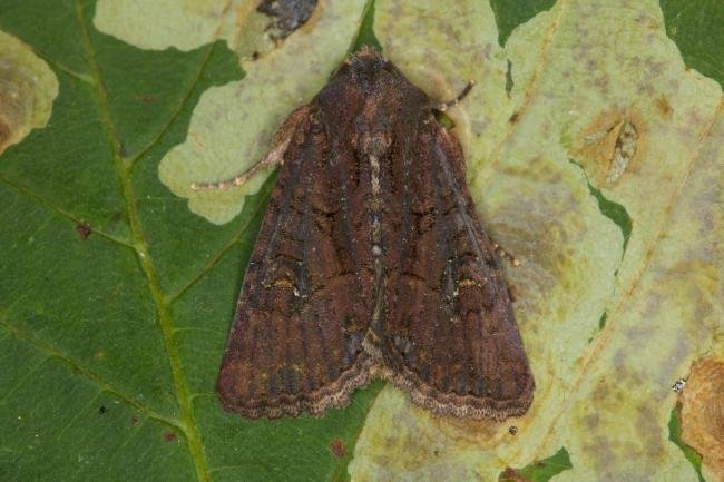 Common Rustic agg. (Mesapamea secalis agg.), adult. Ouston, 23-07-2021. Copyright Verna Atkinson.