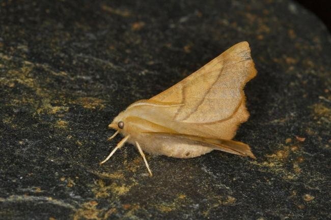 Dusky Thorn (Ennomos fuscantaria), adult. Ouston, 03-08-2021. Copyright Verna Atkinson.