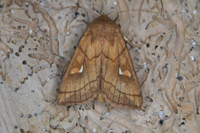 Brown-line Bright-eye (Mythimna conigera), adult. Ouston, 10-08-2021. Copyright Verna Atkinson.