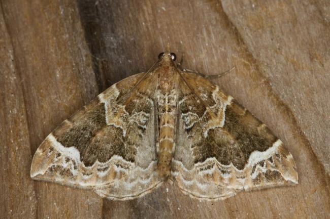 Phoenix (Eulithis prunata), adult. Ouston, 10-08-2021. Copyright Verna Atkinson.