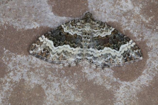 Common Carpet (Epirrhoe alternata), adult. Ouston, 10-08-2021. Copyright Verna Atkinson.