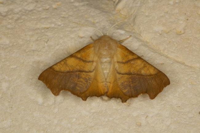 Dusky Thorn (Ennomos fuscantaria), adult. Ouston, 13-08-2021. Copyright Verna Atkinson.