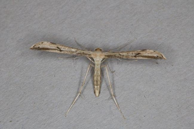 Mugwort Plume (Hellinsia lienigianus), adult. Ouston, 20-09-2021. Copyright Verna Atkinson.