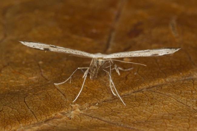 Mugwort Plume (Hellinsia lienigianus), adult. Ouston, 20-09-2021. Copyright Verna Atkinson.