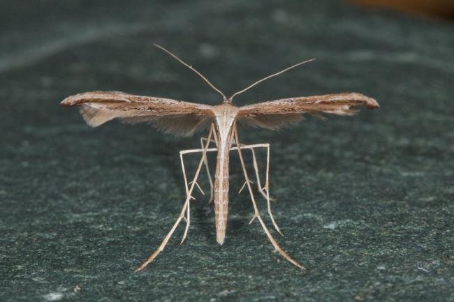 Common Plume (Emmelina monodactyla), adult. Ouston, 21-10-2021. Copyright Verna Atkinson.