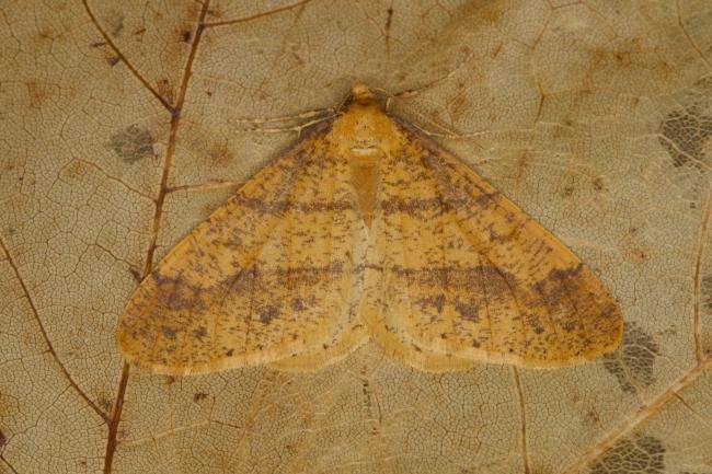 Scarce Umber (Agriopis aurantiaria), adult. Ouston, 18-11-2021. Copyright Verna Atkinson.