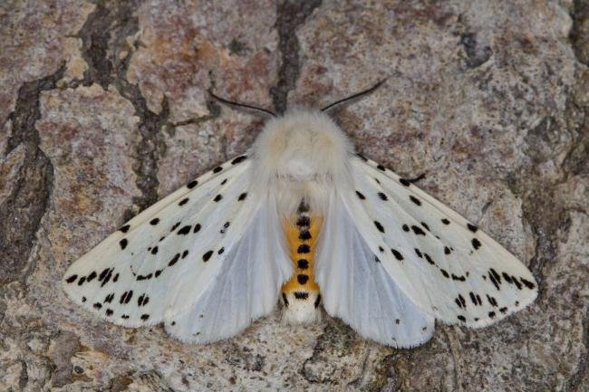 White Ermine (Spilosoma lubricipeda), adult. Ouston, 06-05-2022. Copyright Verna Atkinson.