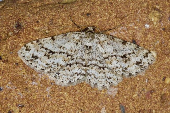 Engrailed (Ectropis crepuscularia), adult. Ouston, 09-05-2022. Copyright Verna Atkinson.