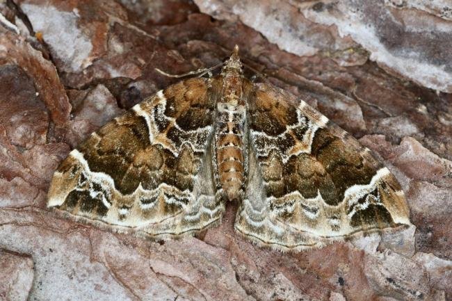 Phoenix (Eulithis prunata), adult. Ouston, 21-06-2022. Copyright Verna Atkinson.