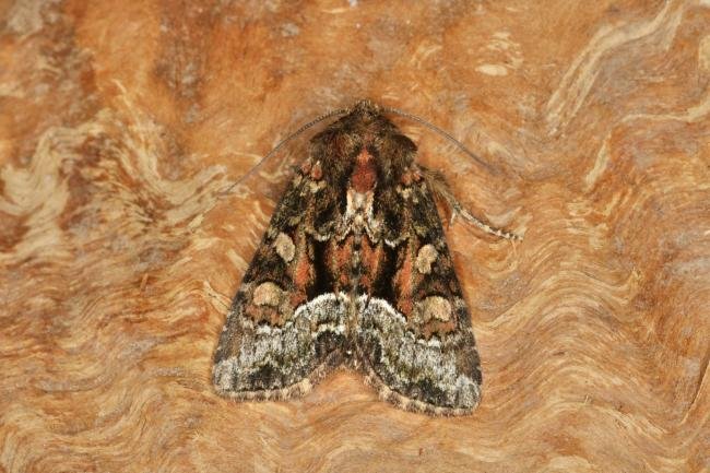 Marbled Minor agg. (Oligia strigilis agg.), adult. Castle Eden Dene, 12-07-2022. Copyright Verna Atkinson.