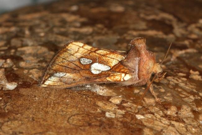 Lempke's Gold Spot (Plusia putnami), adult. Ouston, 14-07-2022. Copyright Verna Atkinson.