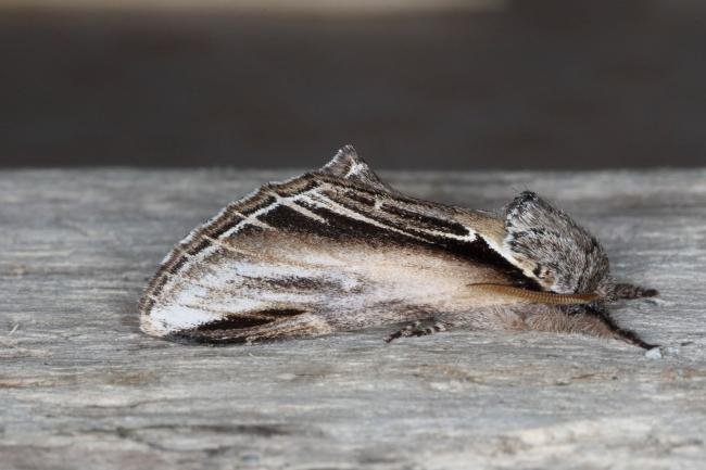 Swallow Prominent (Pheosia tremula), adult. Ouston, 03-08-2016. Copyright Verna Atkinson.