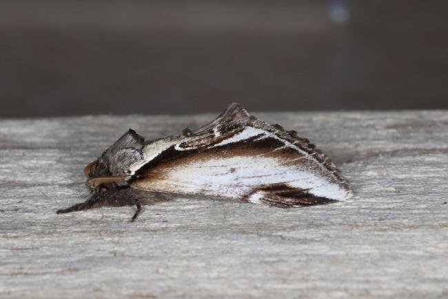 Lesser Swallow Prominent (Pheosia gnoma), adult. Ouston, 03-08-2016. Copyright Verna Atkinson.