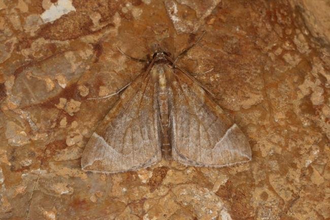 Chevron (Eulithis testata), adult. Ouston, 27-08-2022. Copyright Verna Atkinson.