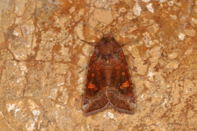 Ear Moth agg. (Amphipoea oculea agg.), adult. Ouston, 27-08-2022. Copyright Verna Atkinson.