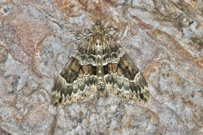 Spruce Carpet (Thera britannica), adult. Ouston, 05-09-2022. Copyright Verna Atkinson.