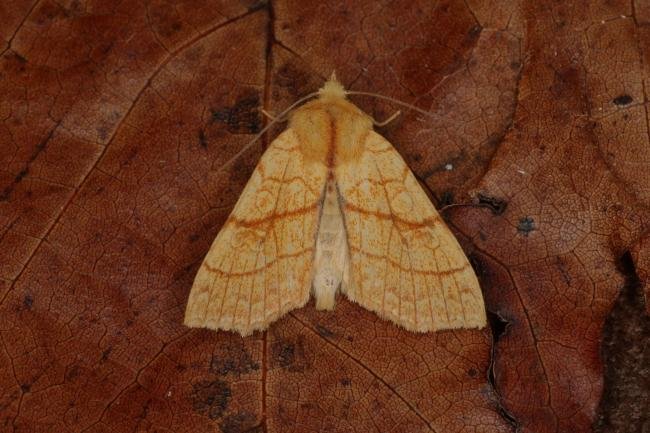 Orange Sallow (Tiliacea citrago), adult. Ouston, 20-09-2022. Copyright Verna Atkinson.