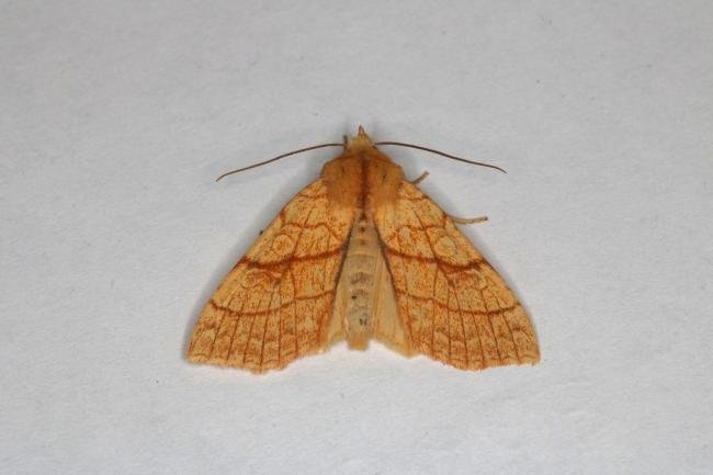 Orange Sallow (Tiliacea citrago), adult. Ouston, 20-09-2022. Copyright Verna Atkinson.