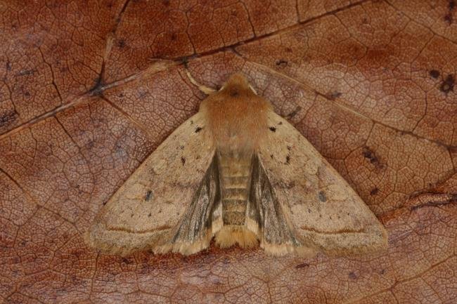 Yellow-line Quaker (Leptologia macilenta), adult. Ouston, 11-10-2022. Copyright Verna Atkinson.