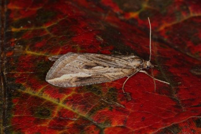 Streak (Chesias legatella), adult. Ouston, 14-10-2022. Copyright Verna Atkinson.