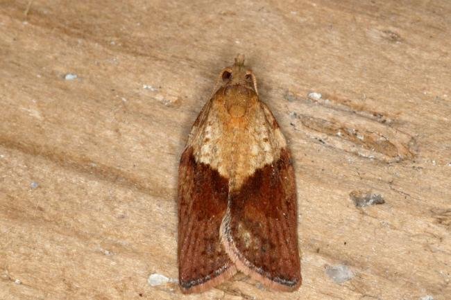 Light Brown Apple Moth (Epiphyas postvittana), adult. Ouston, 20-04-2017. Copyright Verna Atkinson.