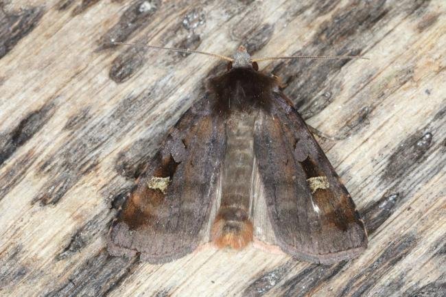 Purple Clay (Diarsia brunnea), adult. Ouston, 25-06-2016. Copyright Verna Atkinson.