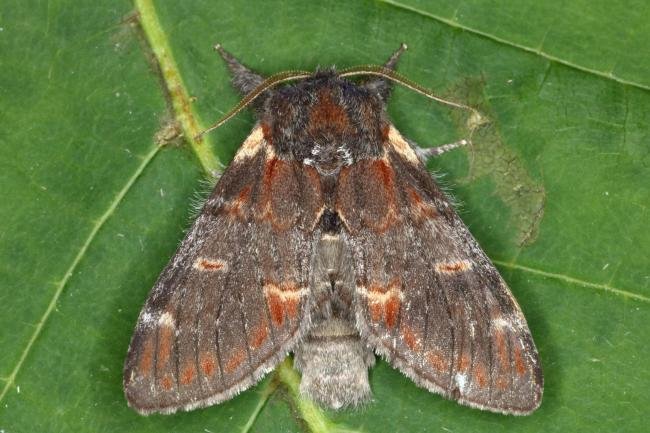 Iron Prominent (Notodonta dromedarius), adult. Ouston, 13-06-2016. Copyright Verna Atkinson.