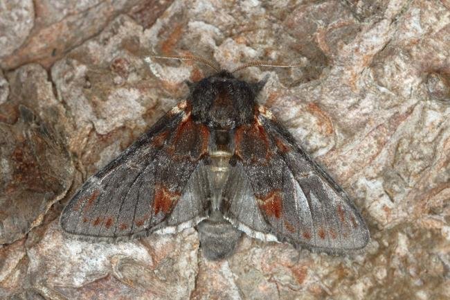 Iron Prominent (Notodonta dromedarius), adult. Ouston, 19-05-2020. Copyright Verna Atkinson.