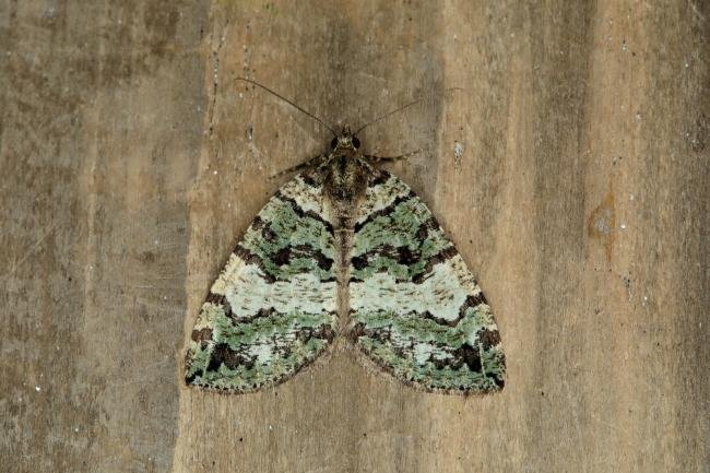 July Highflyer (Hydriomena furcata), adult. Ouston, 07-07-2018. Copyright Verna Atkinson.