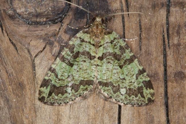 July Highflyer (Hydriomena furcata), adult. Ouston, 24-07-2021. Copyright Verna Atkinson.