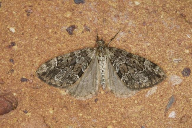 Spruce Carpet (Thera britannica), adult. Ouston, 14-10-2021. Copyright Verna Atkinson.