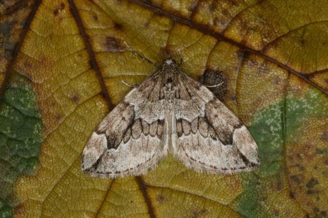 Juniper Carpet (Thera juniperata), adult. Ouston, 06-11-2022. Copyright Verna Atkinson.