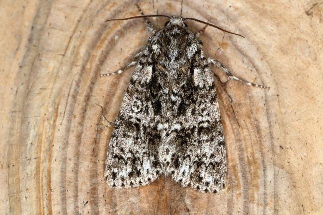 Knot Grass (Acronicta rumicis), adult. Ouston, 29-06-2019. Copyright Verna Atkinson.