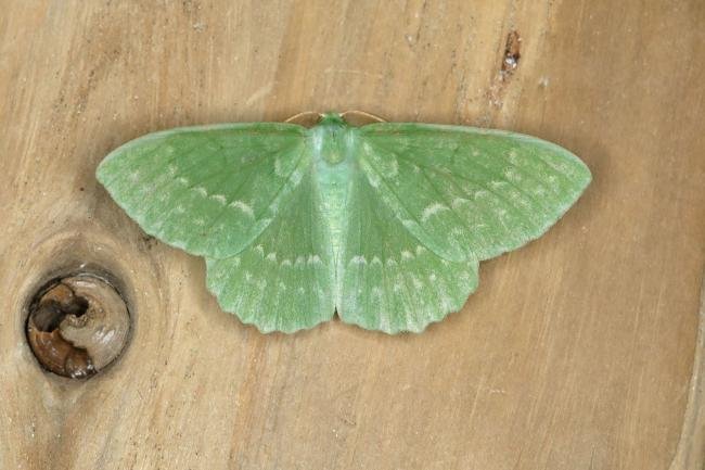 Large Emerald (Geometra papilionaria), adult. Ouston, 17-07-2018. Copyright Verna Atkinson.