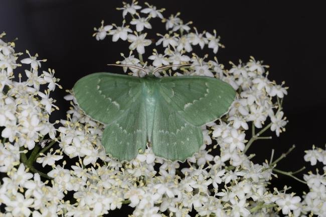 Large Emerald (Geometra papilionaria), adult. Ouston, 18-06-2023. Copyright Verna Atkinson.