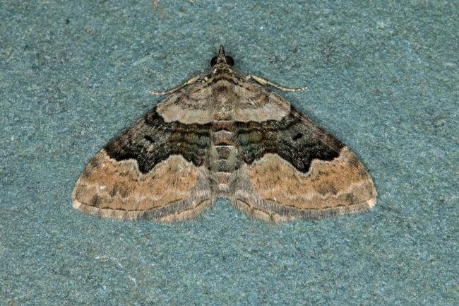 Large Twin-spot Carpet (Xanthorhoe quadrifasiata), adult. Ouston, 18-06-2018. Copyright Verna Atkinson.