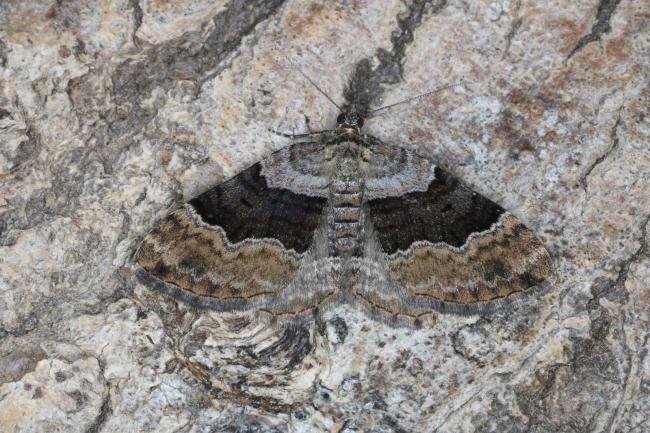 Large Twin-spot Carpet (Xanthorhoe quadrifasiata), adult. Ouston, 03-07-2022. Copyright Verna Atkinson.