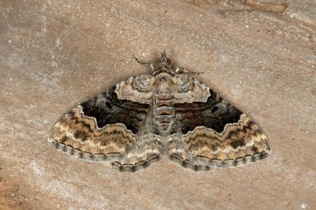 Large Twin-spot Carpet (Xanthorhoe quadrifasiata), adult. Ouston, 16-06-2020. Copyright Verna Atkinson.