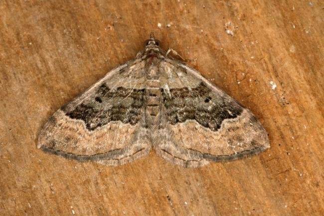 Large Twin-spot Carpet (Xanthorhoe quadrifasiata), adult. Ouston, 09-07-2019. Copyright Verna Atkinson.