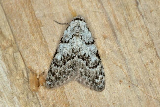 Least Black Arches (Nola confusalis), adult. Ouston, 11-04-2020. Copyright Verna Atkinson.