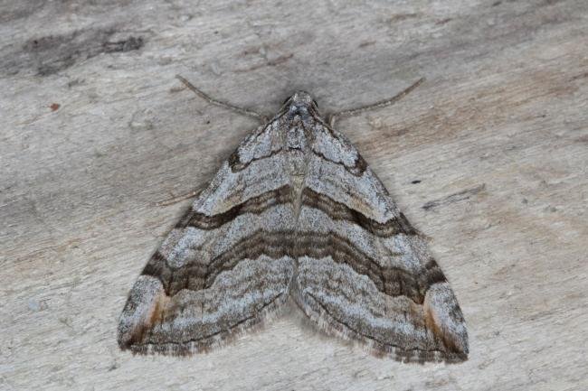 Lesser Treble-bar (Aplocera efformata), adult. Ouston, 19-08-2016. Copyright Verna Atkinson.