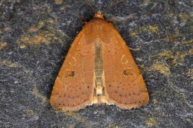 Lesser Yellow Underwing (Noctua comes), adult. Ouston, 05-08-2021. Copyright Verna Atkinson.