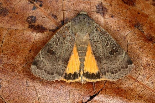 Lesser Yellow Underwing (Noctua comes), adult. Ouston, 19-09-2019. Copyright Verna Atkinson.