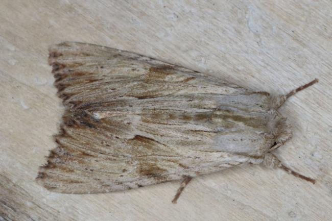 Light Arches (Apamea lithoxylaea), adult. Ouston, 24-06-2016. Copyright Verna Atkinson.